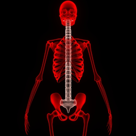 Thumbnail image for photodune-14342435-human-skeleton-spinal-cord-xs.jpg