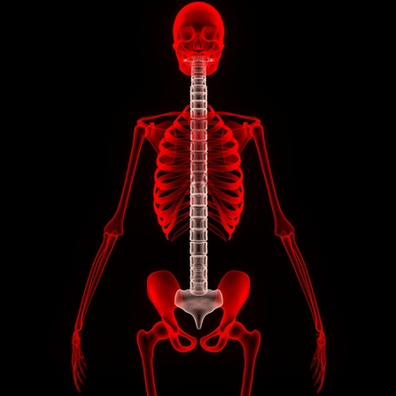 photodune-14342435-human-skeleton-spinal-cord-xs.jpg